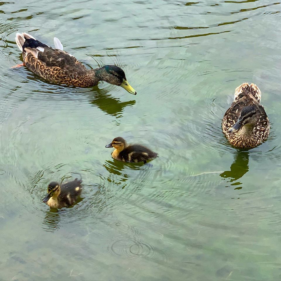 Ducks on Willersey pond 2020
