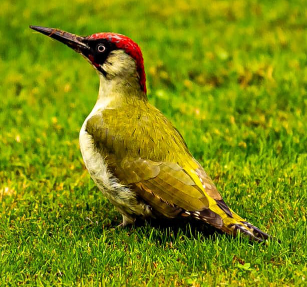 Green woodpecker in Willersey 2020
