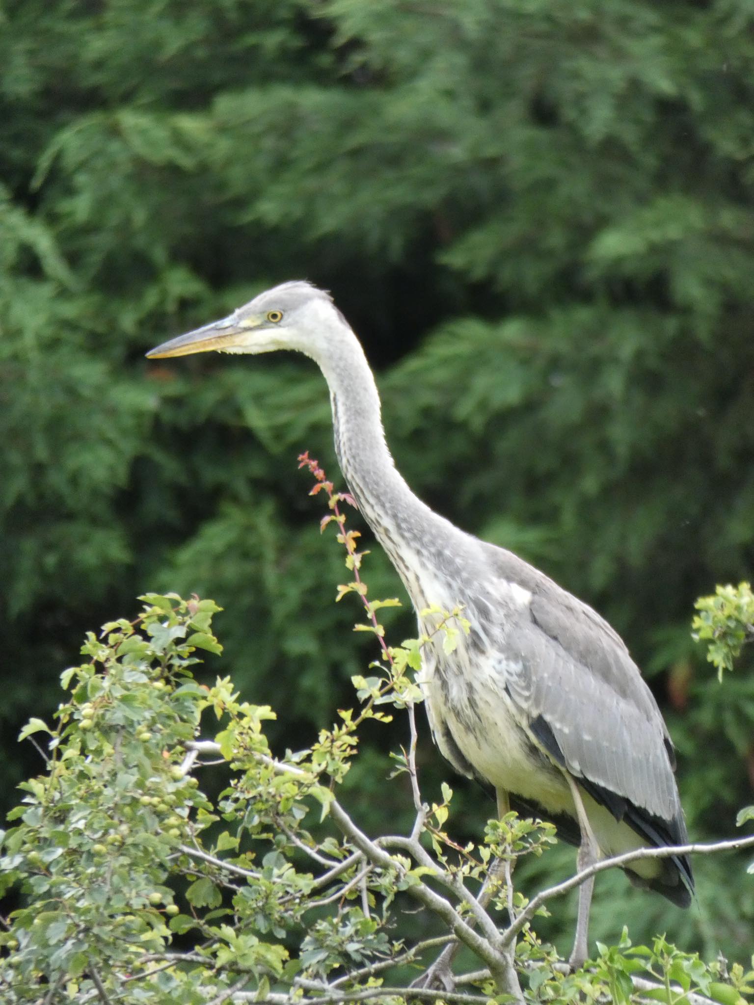 Heron on Willersey Pond 2019