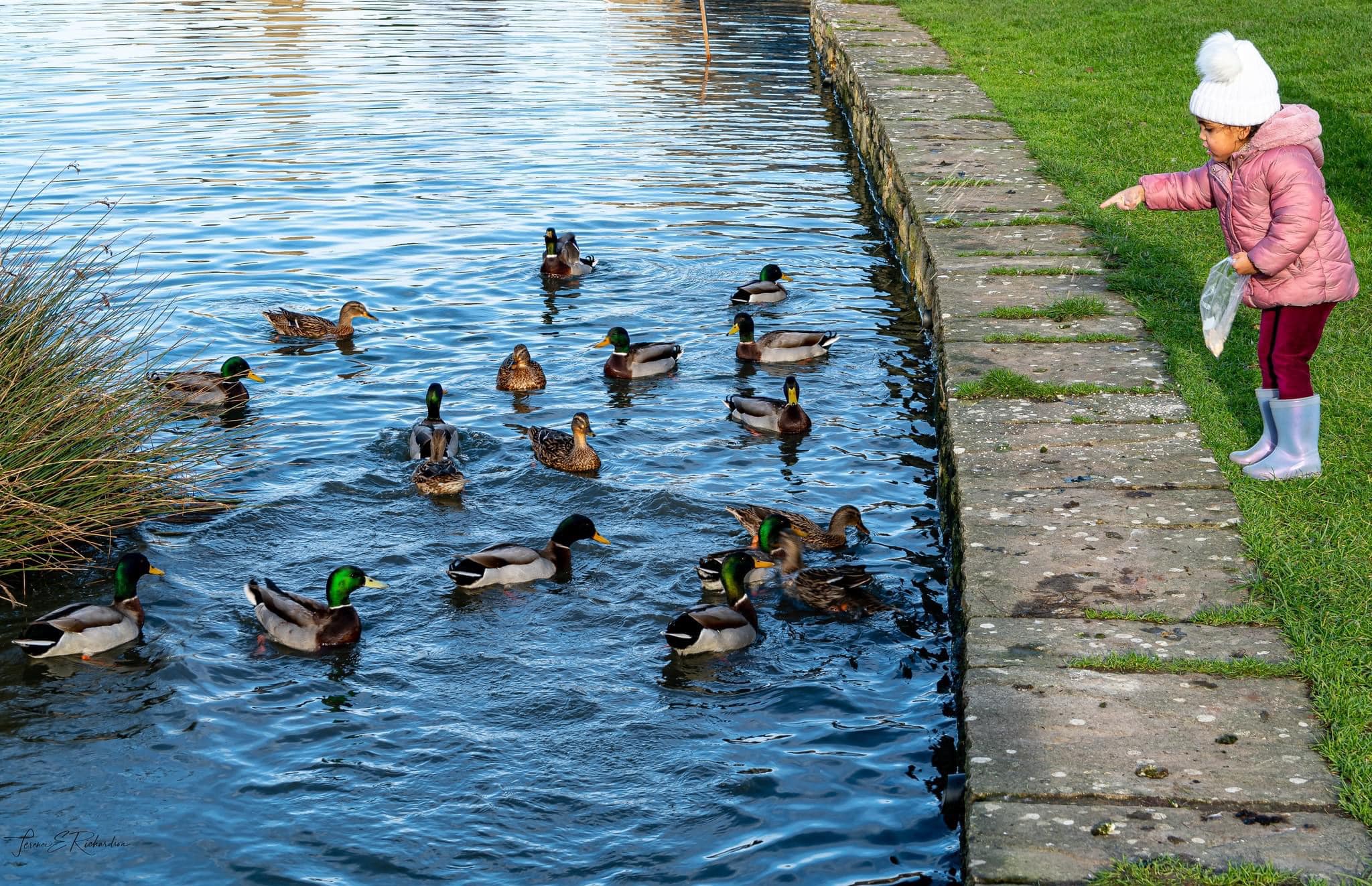 Child feeding ducks at Willersey pond