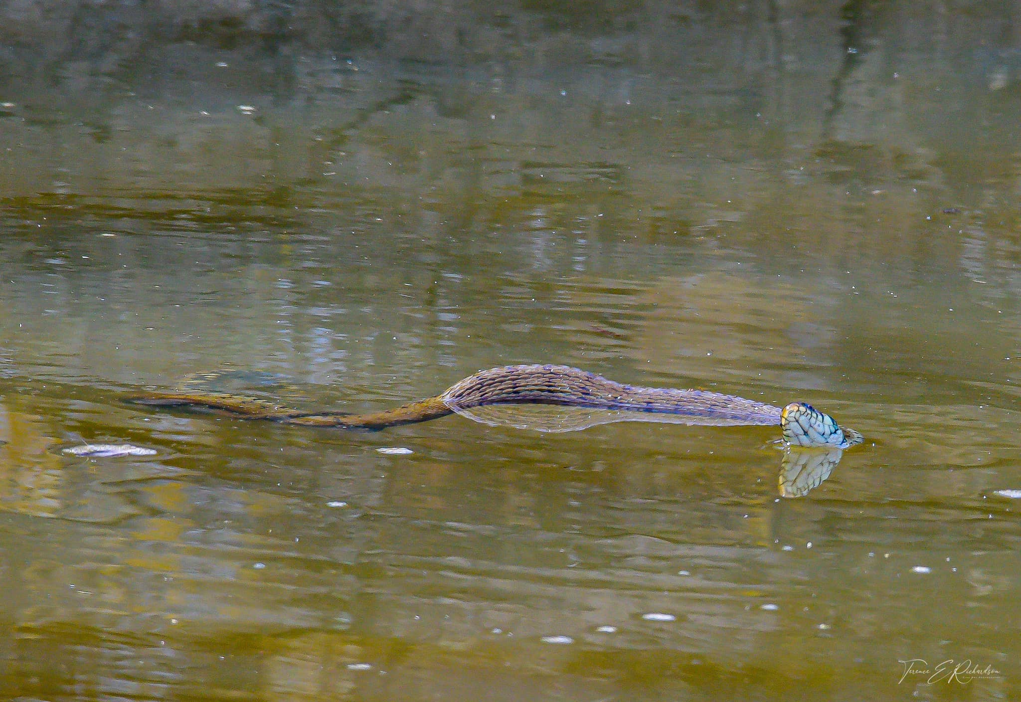 Willersey pond Snake