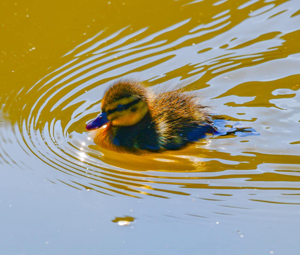 Willersey duckling