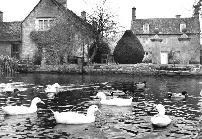 Willersey white ducks 1979