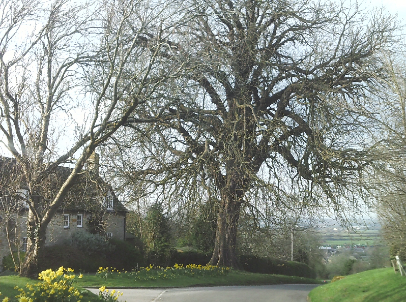 Dramatic tree in Saintbury